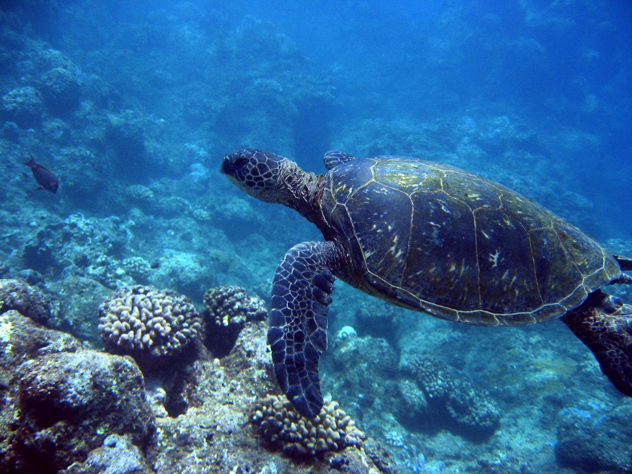 Sea turtle portrait